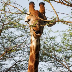 gambia_kassamatours_safari_fathala2