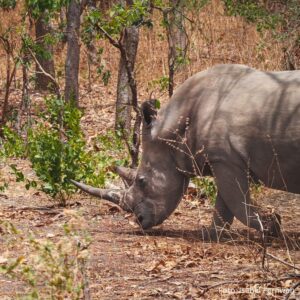 gambia_kassamatours_safari_fathala3