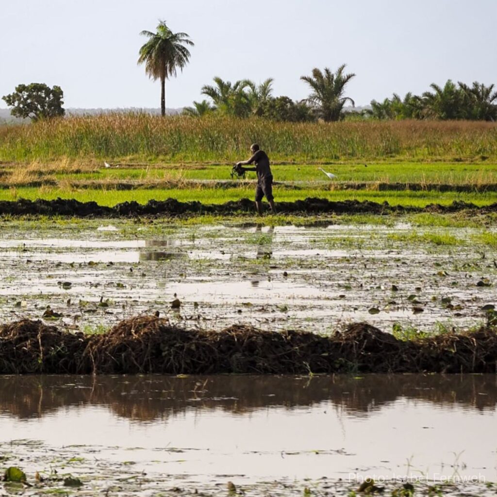 gambia_kassamatours_janjanbureh_rice